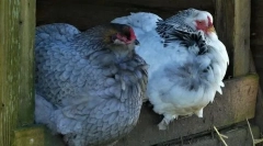 Ніж годувати бройлерів